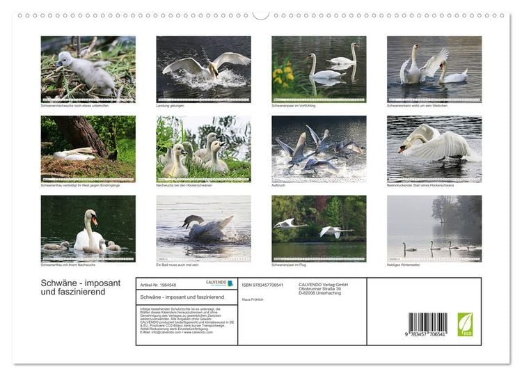 Produktbild: Schw&auml;ne - imposant und faszinierend (hochwertiger Premium Wandkalender 2026 DIN A2 quer), Kunstdruck in Hochglanz