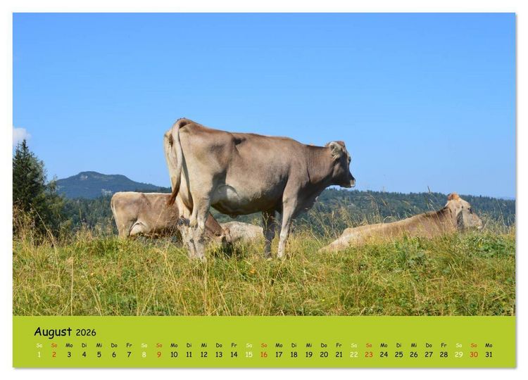 Produktbild: K&uuml;he - Sch&ouml;nheiten der Alpen (hochwertiger Premium Wandkalender 2026 DIN A2 quer), Kunstdruck in Hochglanz