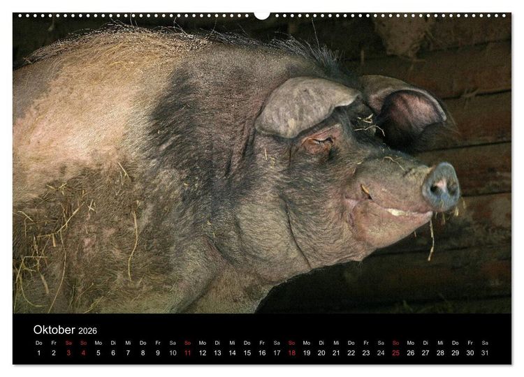 Produktbild: Schweinereien (Wandkalender 2026 DIN A2 quer), CALVENDO Monatskalender