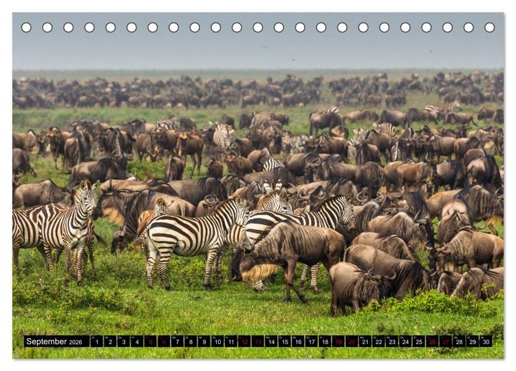 Produktbild: Tansania - Tierwanderung in der Serengeti (Tischkalender 2026 DIN A5 quer), CALVENDO Monatskalender