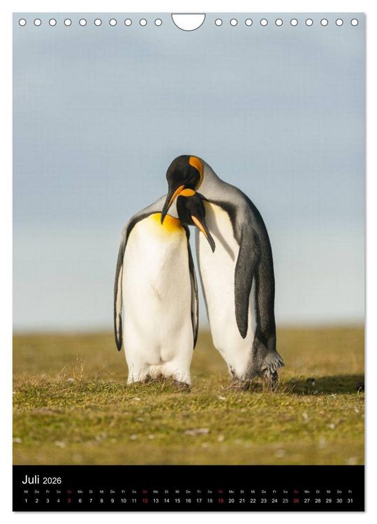 Produktbild: Pinguine - Wackeln im Thermo-Frack (Wandkalender 2026 DIN A4 hoch), CALVENDO Monatskalender