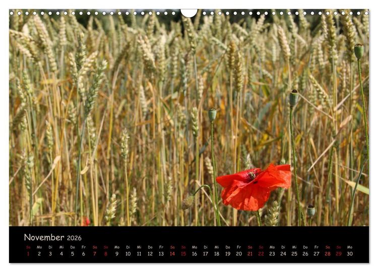 Produktbild: Just Mohn (Wandkalender 2026 DIN A3 quer), CALVENDO Monatskalender