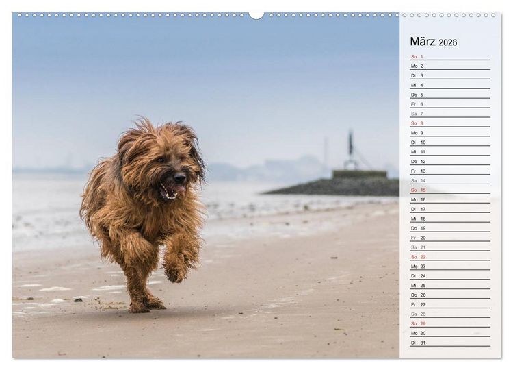 Produktbild: Der Briard 2026 - Ein echter Charmeur (hochwertiger Premium Wandkalender 2026 DIN A2 quer), Kunstdruck in Hochglanz