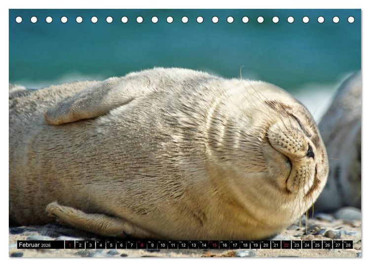Produktbild: Robben an der Nordsee (Tischkalender 2026 DIN A5 quer), CALVENDO Monatskalender