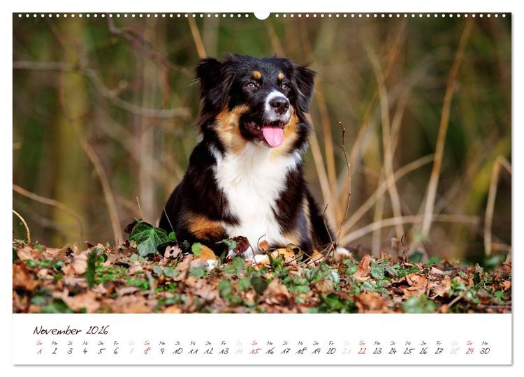 Produktbild: Wunderbare Australian Shepherds (hochwertiger Premium Wandkalender 2026 DIN A2 quer), Kunstdruck in Hochglanz