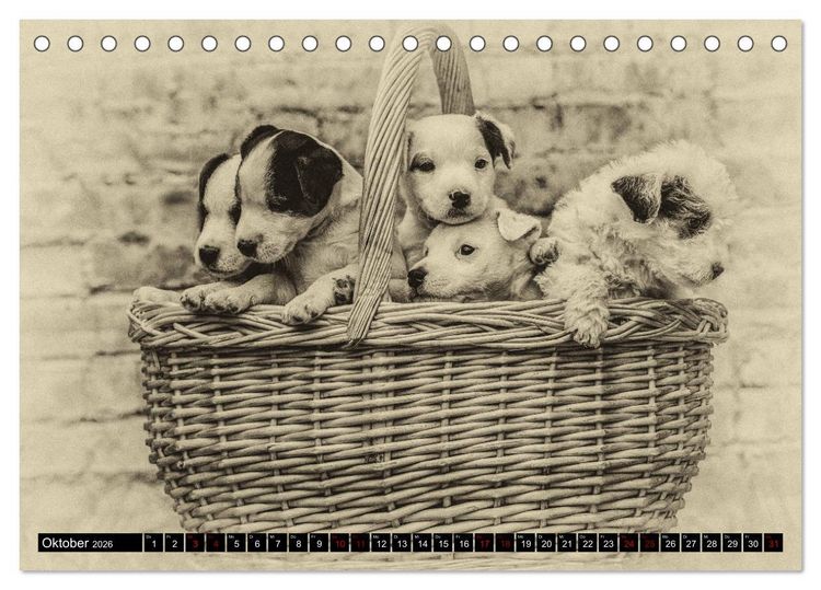 Produktbild: Parson Jack Russel Welpen (Tischkalender 2026 DIN A5 quer), CALVENDO Monatskalender