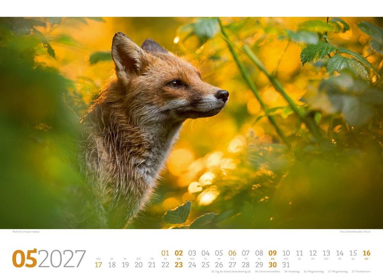Produktbild: Tierwelt Wald Kalender 2027