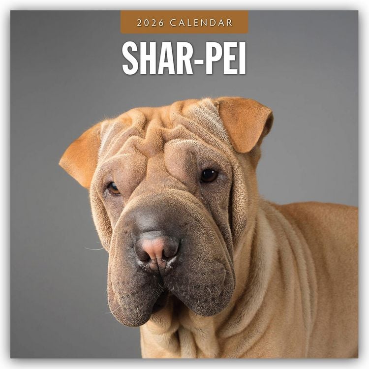 Produktbild: Shar-Pei – Chinesischer Faltenhund 2026 – 16-Monatskalender