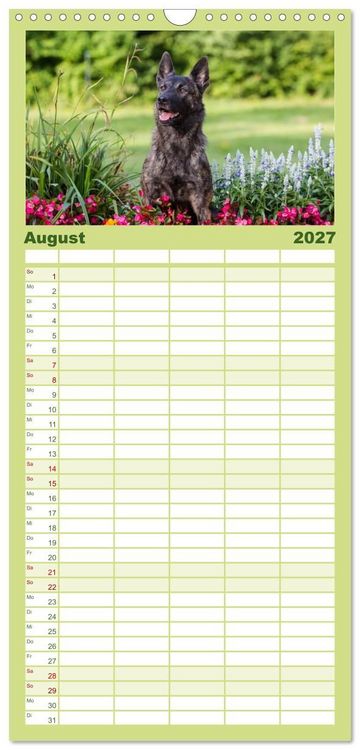 Produktbild: Familienplaner 2027 - ausdrucksvolle Holl&auml;ndische Sch&auml;ferhunde mit 5 Spalten (Wandkalender, 21 x 45 cm) CALVENDO