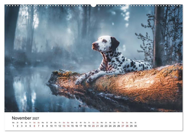 Produktbild: Dalmatiner - Mehr als nur Punkte! (Wandkalender 2027 DIN A2 quer), CALVENDO Monatskalender