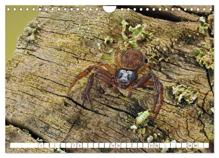 Produktbild: Spinnen in Deutschland (Wandkalender 2026 DIN A4 quer), CALVENDO Monatskalender