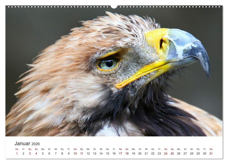 Produktbild: GREIFVOGEL- UND EULENPORTR&Auml;TS (Wandkalender 2026 DIN A2 quer), CALVENDO Monatskalender