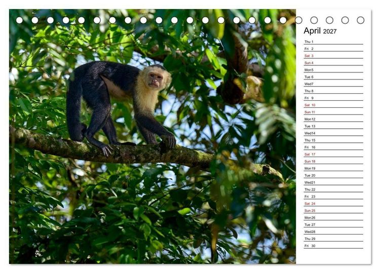 Produktbild: Feel the Wild &ndash; Costa Rica (Desk Calendar 2027 DIN A5 landscape), CALVENDO 12 Month DeskCalendar