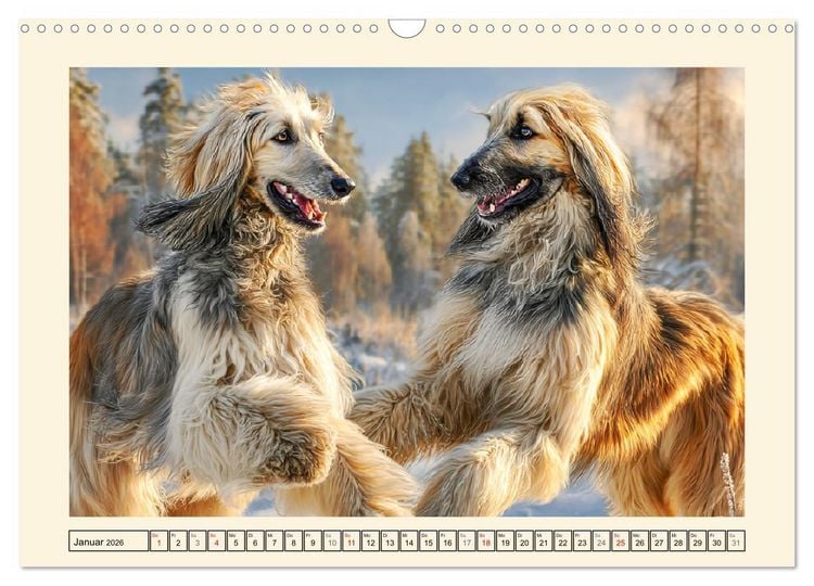 Produktbild: Afghanischer Windhund. Eleganter Sichtj&auml;ger und sensibler Couch-Potatoe (Wandkalender 2026 DIN A3 quer), CALVENDO Monatskalender