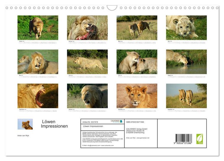 Produktbild: L&ouml;wen Impressionen (Wandkalender 2026 DIN A3 quer), CALVENDO Monatskalender