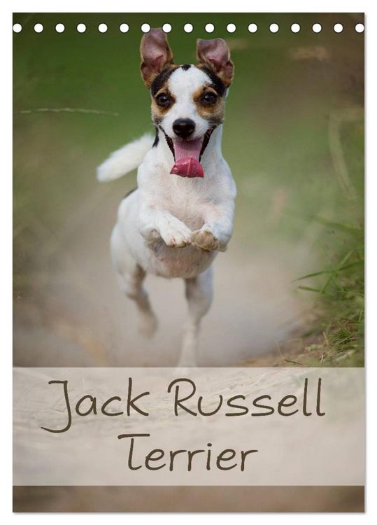 Produktbild: Jack Russell Terrier (Tischkalender 2026 DIN A5 hoch), CALVENDO Monatskalender