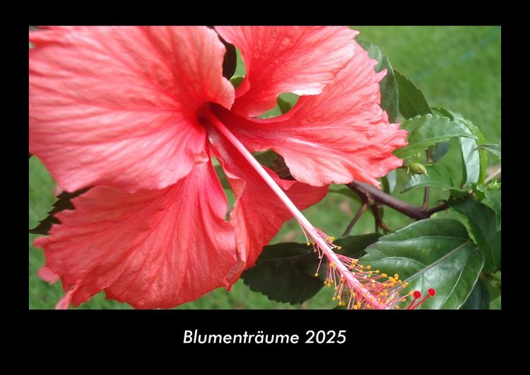Produktbild: Blumentr&auml;ume 2025 Fotokalender DIN A3