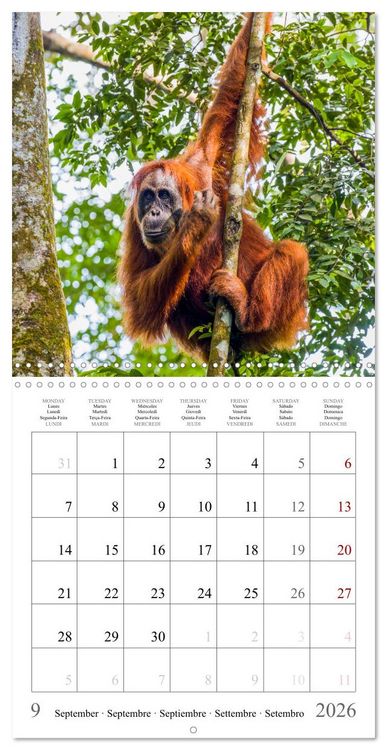 Produktbild: Orangutans in the jungle of Sumatra (Wall Calendar 2026 12 &times; 12 Inch) CALVENDO 12 Month Wall Calendar