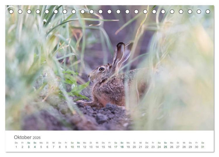 Produktbild: Feldhasen - dem Langohr auf der Spur (Tischkalender 2026 DIN A5 quer), CALVENDO Monatskalender
