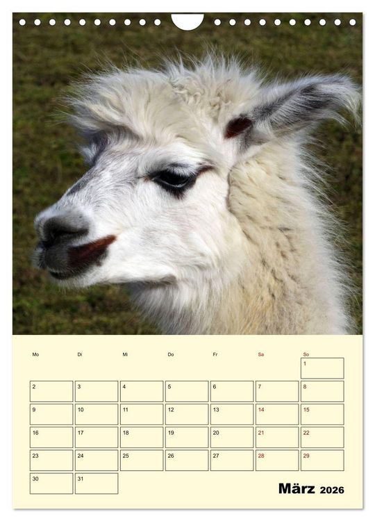 Produktbild: Alpakas erleben (Wandkalender 2026 DIN A4 hoch), CALVENDO Monatskalender