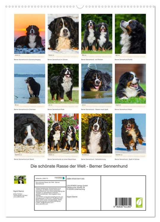 Produktbild: Die sch&ouml;nste Rasse der Welt - Berner Sennenhund (hochwertiger Premium Wandkalender 2026 DIN A2 hoch), Kunstdruck in Hochglanz