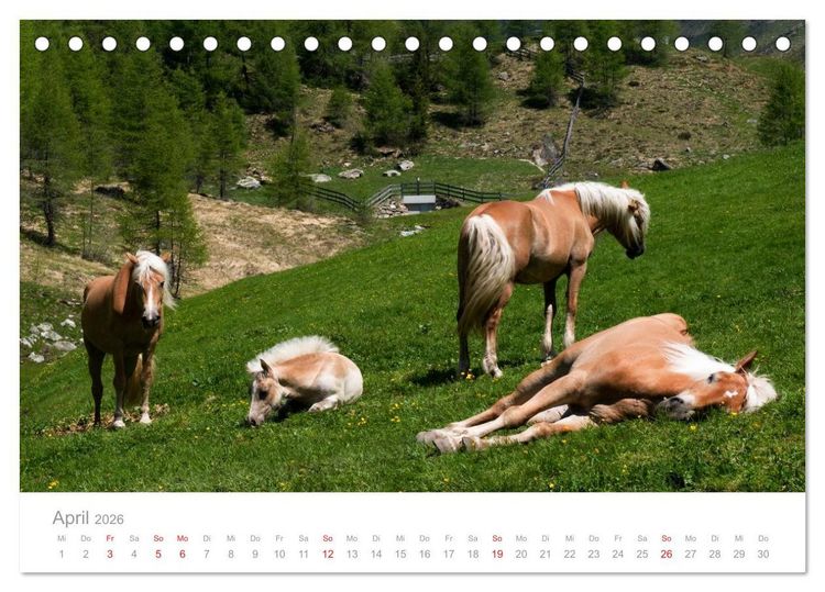 Produktbild: Pferde - Hobby und Leidenschaft (Tischkalender 2026 DIN A5 quer), CALVENDO Monatskalender