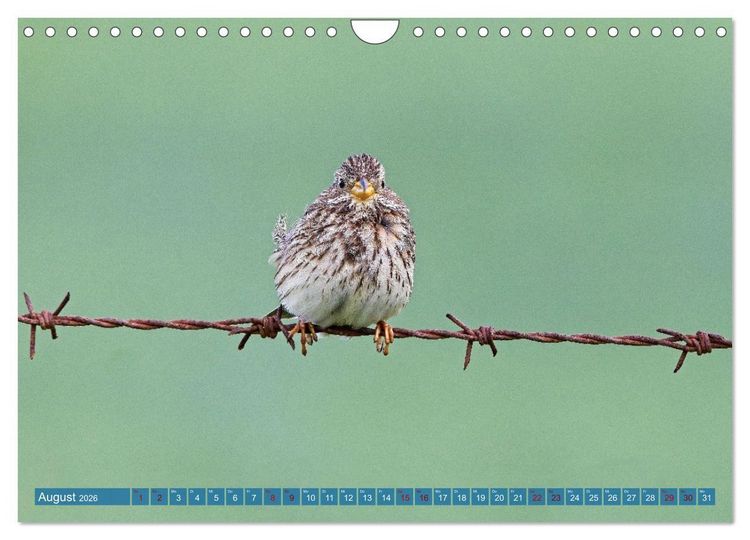 Produktbild: V&ouml;gel der Algarve (Wandkalender 2026 DIN A4 quer), CALVENDO Monatskalender