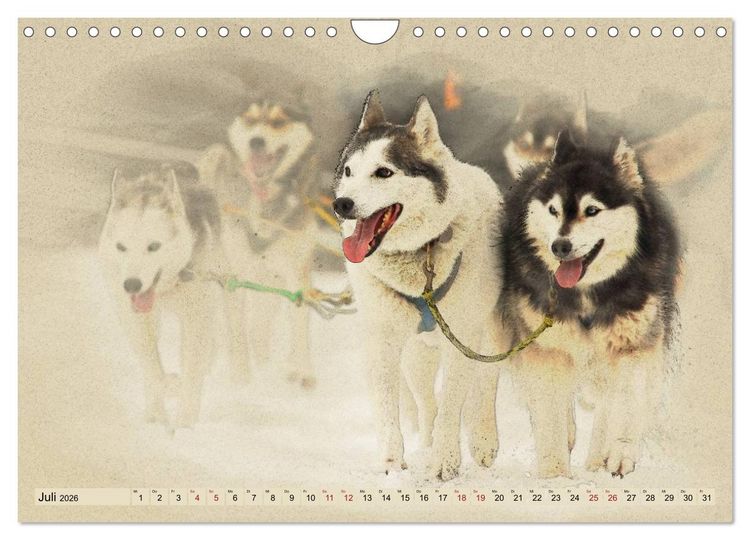 Produktbild: Schlittenhunde 2026 (Wandkalender 2026 DIN A4 quer), CALVENDO Monatskalender