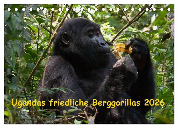 Produktbild: Ugandas friedliche Berggorillas (Tischkalender 2026 DIN A5 quer), CALVENDO Monatskalender