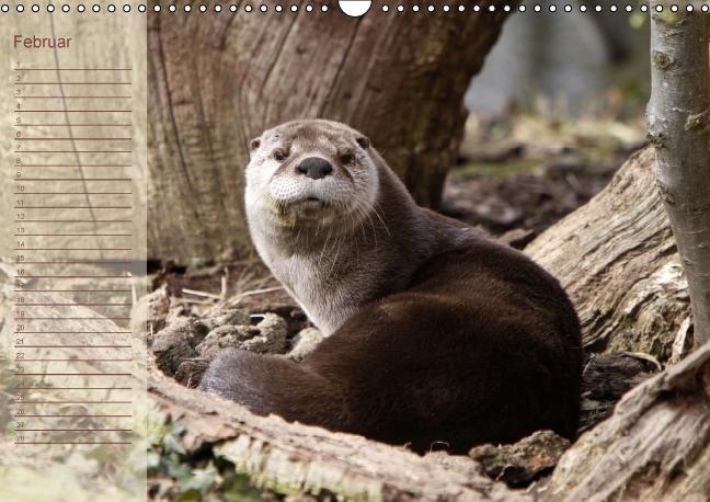 Produktbild: Fischotter Geburtstagskalender (Wandkalender immerw&auml;hrend DIN A3 quer)