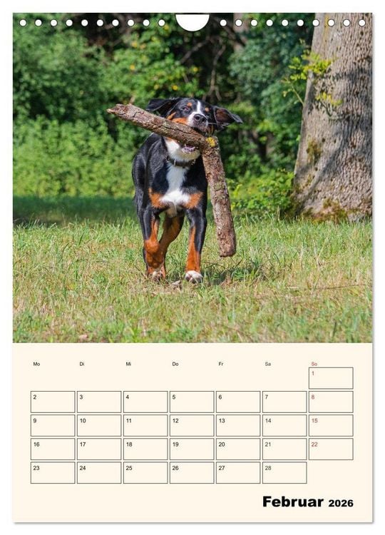 Produktbild: Appenzeller Sennenhund - Mit Plan durch das Jahr (Wandkalender 2026 DIN A4 hoch), CALVENDO Monatskalender