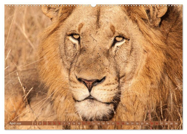 Produktbild: Uganda - im Herzen von Afrika (hochwertiger Premium Wandkalender 2026 DIN A2 quer), Kunstdruck in Hochglanz