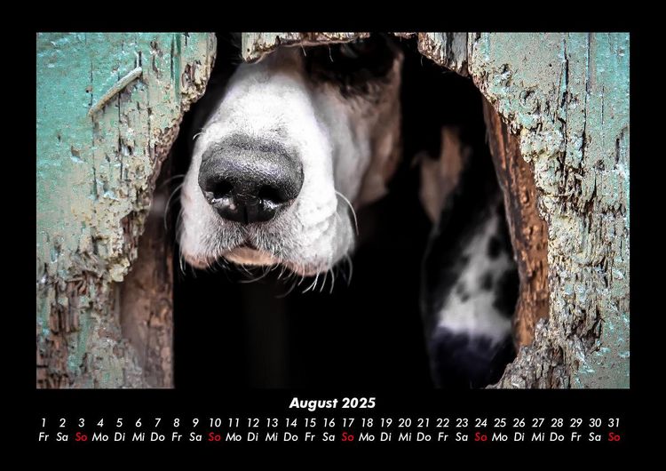 Produktbild: Der Hundekalender 2025 Fotokalender DIN A3