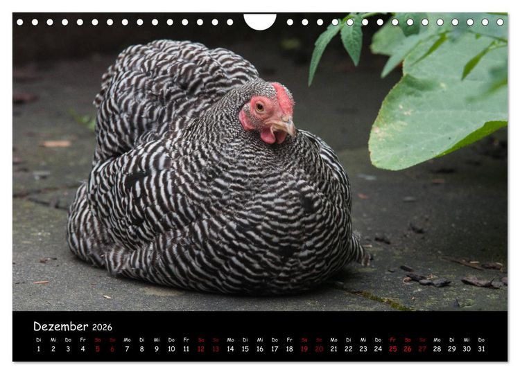 Produktbild: Neues von den Gartenh&uuml;hnern (Wandkalender 2026 DIN A4 quer), CALVENDO Monatskalender
