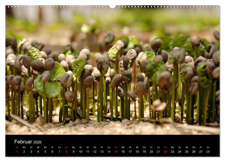 Produktbild: Zu Besuch beim Kaffee (hochwertiger Premium Wandkalender 2026 DIN A2 quer), Kunstdruck in Hochglanz