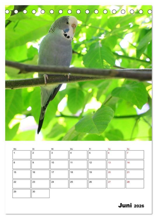 Produktbild: Wellensittichkalender Jubil&auml;umsedition - 10 Jahre Wellensittichkalender! (Tischkalender 2026 DIN A5 hoch), CALVENDO Monatskalender