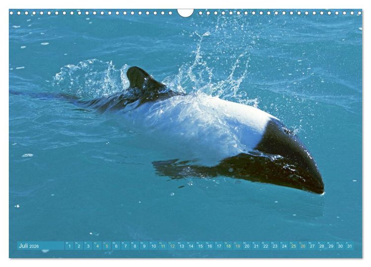 Produktbild: Delfine: Elegante Wellenreiter (Wandkalender 2026 DIN A3 quer), CALVENDO Monatskalender