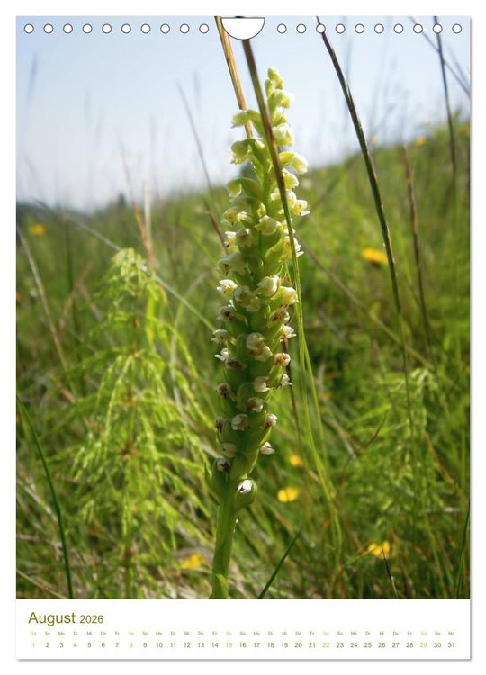 Produktbild: Alpenblumen (Wandkalender 2026 DIN A4 hoch), CALVENDO Monatskalender