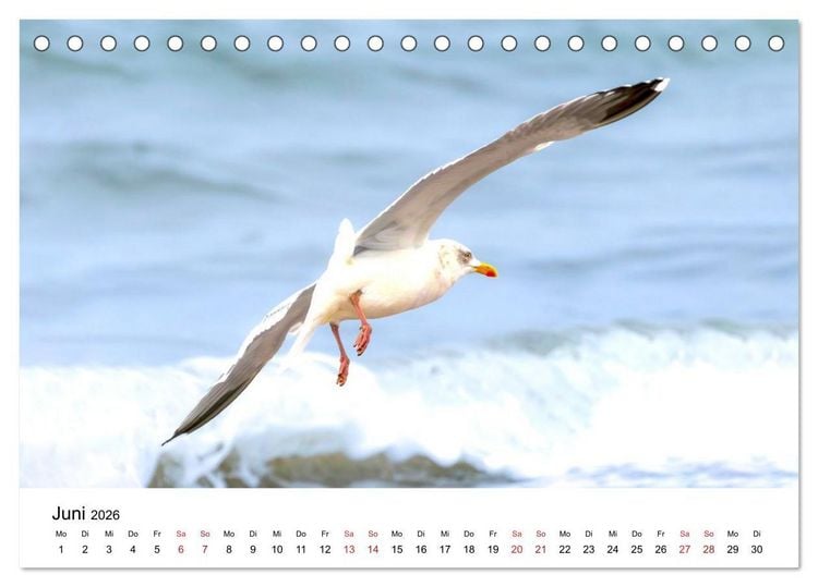 Produktbild: Wasserv&ouml;gel der Ostsee - Impressionen aus der L&uuml;becker Bucht (Tischkalender 2026 DIN A5 quer), CALVENDO Monatskalender