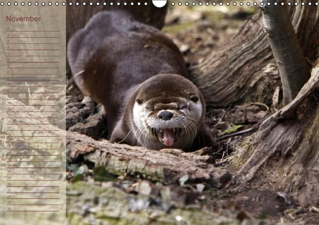 Produktbild: Fischotter Geburtstagskalender (Wandkalender immerw&auml;hrend DIN A3 quer)