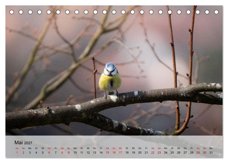 Produktbild: Magische Tiermomente (Tischkalender 2027 DIN A5 quer), CALVENDO Monatskalender