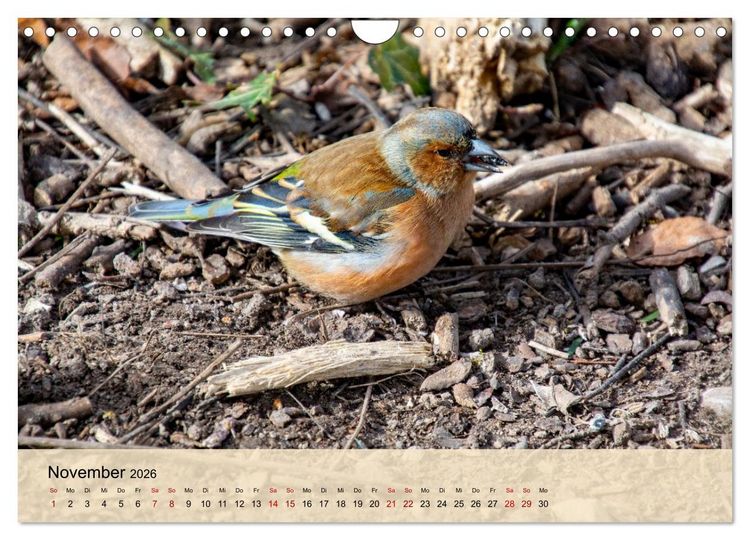 Produktbild: Wildes Stadtleben in M&uuml;nchen (Wandkalender 2026 DIN A4 quer), CALVENDO Monatskalender