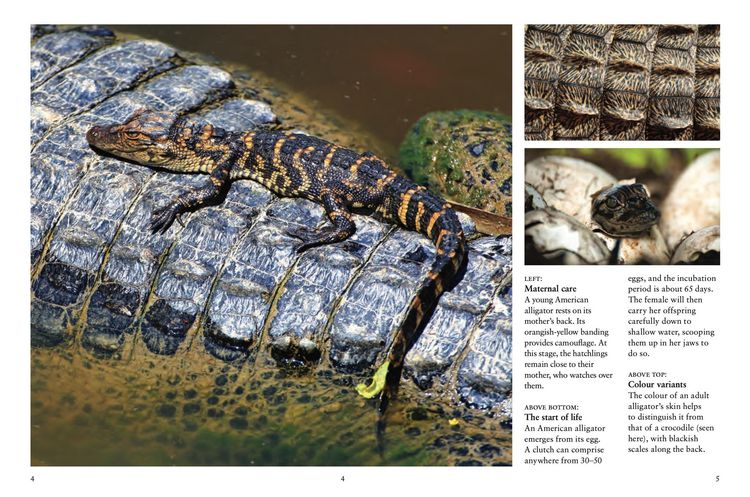 Produktbild: Crocodiles, Alligators & Lizards