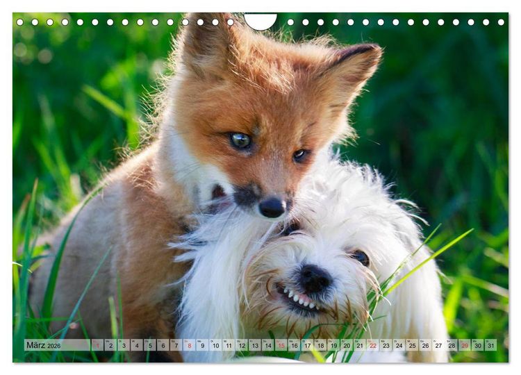 Produktbild: Beste Freunde - Bezaubernde Tierfreundschaften (Wandkalender 2026 DIN A4 quer), CALVENDO Monatskalender