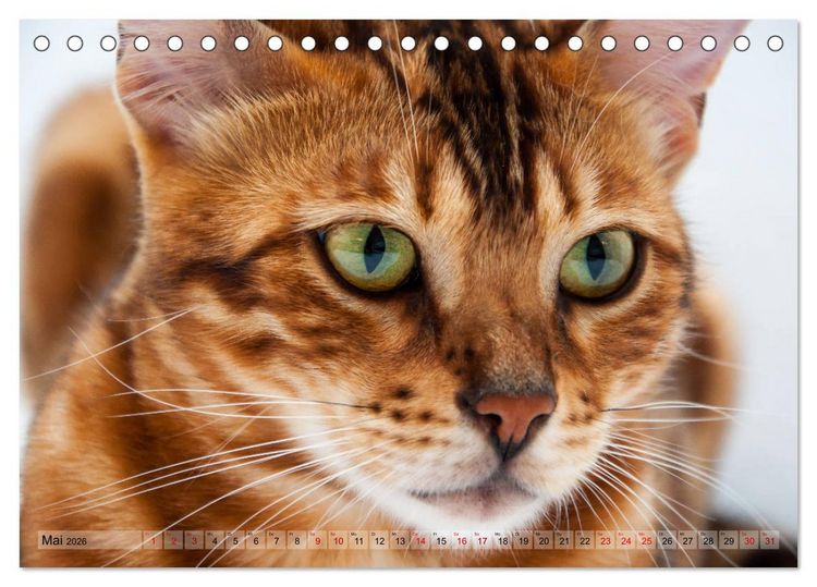 Produktbild: Liebe auf den ersten Katzenblick (Tischkalender 2026 DIN A5 quer), CALVENDO Monatskalender