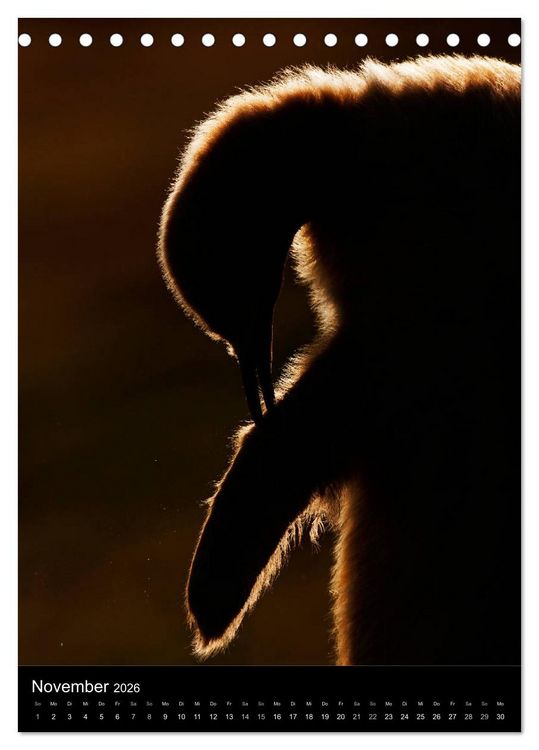 Produktbild: Hallo Pinguin (Tischkalender 2026 DIN A5 hoch), CALVENDO Monatskalender