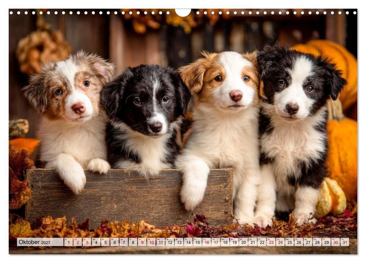 Produktbild: Border Collie - Magische Augenblicke (Wandkalender 2027 DIN A3 quer), CALVENDO Monatskalender