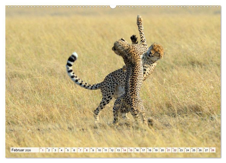 Produktbild: Faszinaton Afrika: Geparde (hochwertiger Premium Wandkalender 2026 DIN A2 quer), Kunstdruck in Hochglanz