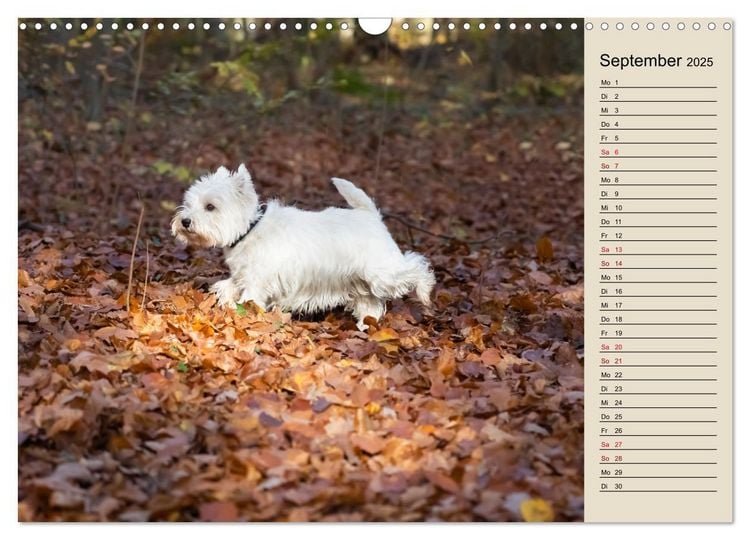 West Highland White Terrier der Westie ein Hund mit Charisma