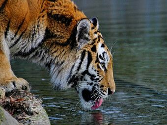Produktbild: CALVENDO Puzzle Ein Motiv aus dem Kalender Tiger - die leisen J&auml;ger des Dschungels | 1000 Teile Lege-Gr&ouml;&szlig;e 64x48cm Foto-Puzzle f&uuml;r gl&uuml;ckliche Stunden